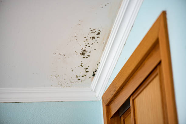 Best Residential Mold Removal  in Bossier City, LA