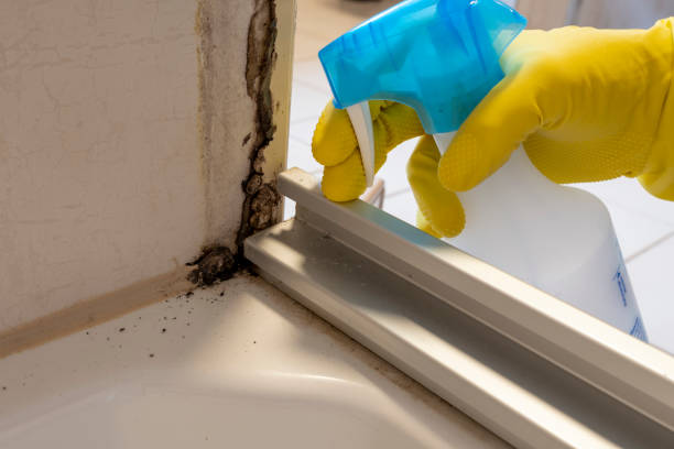 Best Certified Mold Removal  in Bossier City, LA