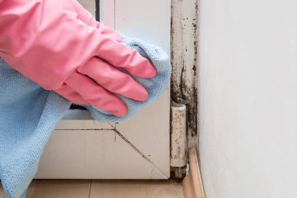 Best Mold Damage Repair  in Bossier City, LA